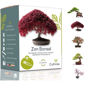 Kit crestere plante Zen Bonsai